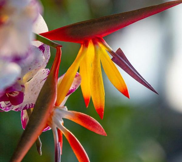 Con chim thiên đường thích mặt trời hay bóng râm? Con chim của thiên đường như thế nào?