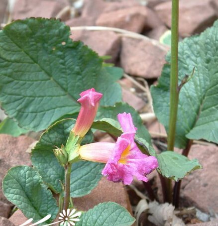 Bộ sưu tập hình ảnh hoa dứa đơn lá lá một lá