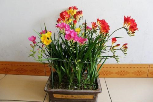 Mẹo bảo trì Freesia Điểm quan trọng để trồng cây trong chậu trong phòng