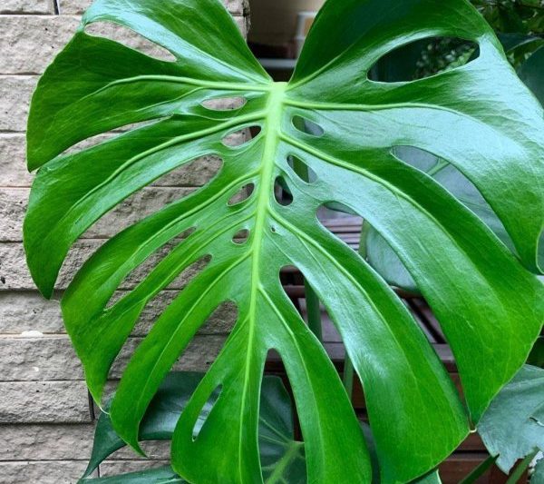 Có những loại monstera nào? Những loại monstera tồn tại?