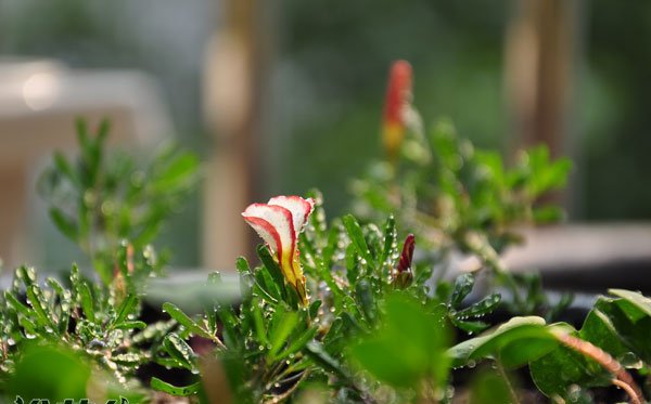 Giới thiệu về những bức ảnh sorrel hai màu của cây sorrel hai màu