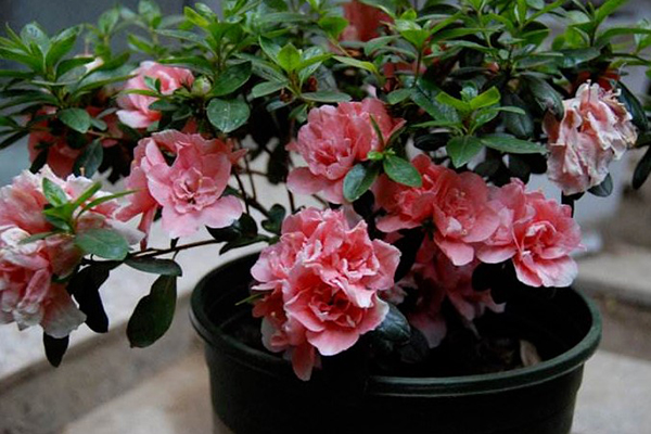 Chăm sóc lá cây xanh mùa đông ba loại chất dinh dưỡng đánh thức độ sáng của năng lượng