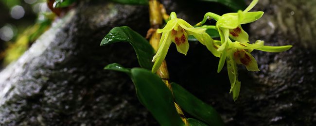 Có bao nhiêu loại dendrobium? Phân tích các loại và phương pháp tiêu thụ của dendrobium