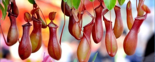 Tích lũy nước trong lồng Nepenthes. Quan niệm sai lầm về bảo trì nước của lồng Nepenthes