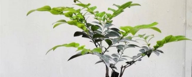 Gỗ đàn hương đỏ lá nhỏ có thể thay đổi mô hình phong thủy? Phân tích bí ẩn của phong thủy