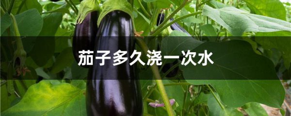 Mất bao nhiêu ngày để tưới cà tím? Mất bao nhiêu ngày để giữ cho nước cà tím ổn định? Tưới nước phù hợp nhất mỗi ngày là gì?