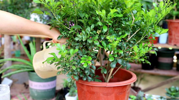 Tôi có thể đổ nước đường ở Milan không? Những nguy cơ của nước đường ở Milan là gì?