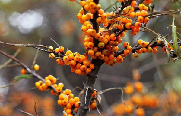 Biển Buckthorn sẽ mang trái bao nhiêu năm? Biển biển có thể mang trái trong bao nhiêu năm và những điểm chính của việc trồng