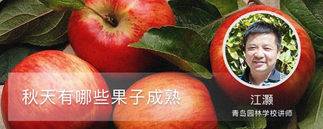 Trái cây chín vào mùa thu. Chọn và nếm thử trái cây vào mùa thu trong mùa thu hoạch