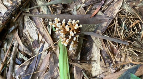 Golden Cicada phát triển ở đâu? Giải thích chi tiết về nguồn gốc, môi trường tăng trưởng và các điều kiện của hoa cicada vàng