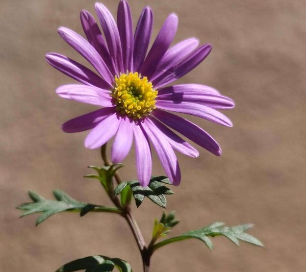 Ji Xiaoju là một nhà máy hoa lâu năm hoặc hàng năm?