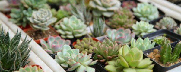 Bạn thường tưới thịt như thế nào?