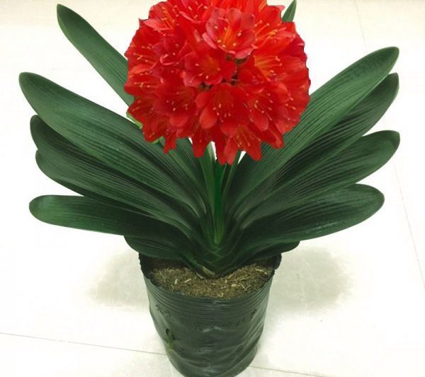 Top 10 bảng xếp hạng Clivia Top 10 bảng xếp hạng Clivia