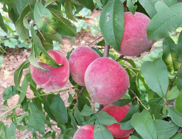 Cách đính kèm hình ảnh và trải nghiệm của nông dân ăn quả trong Zhongtao số 9 “Đôi mắt của những người nông dân ăn quả với hình ảnh và trải nghiệm trong Zhongtao số 9”