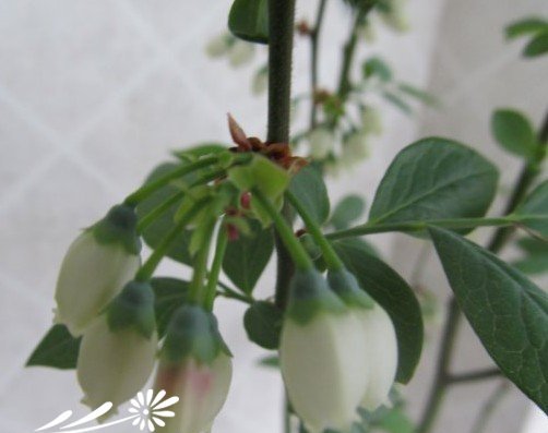 Xác định xem quả việt quất có được thụ phấn hay không. Làm thế nào để xác định xem quả việt quất có được thụ phấn hay không.