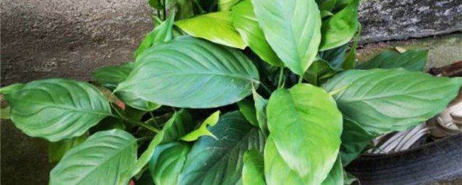 Có bao nhiêu loại màu xanh lá cây Viêng Chăn? Bạn nên chú ý gì trong việc bảo trì gia đình?