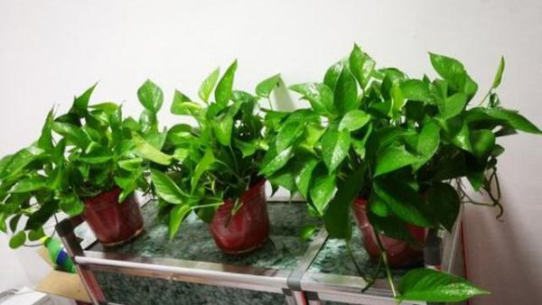 Làm thế nào thường xuyên để tưới cây thường xuân màu xanh lá cây? Xếp hạng cây xanh chống bóng râm trong phòng khách