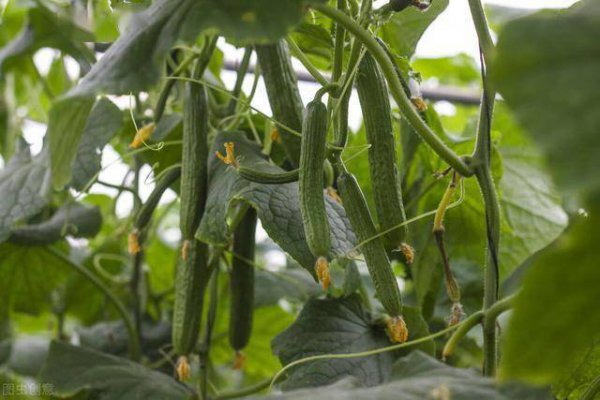 Điều kiện và đặc điểm của môi trường tăng trưởng dưa chuột và các đặc điểm của môi trường và đặc điểm tăng trưởng dưa chuột