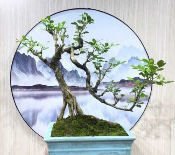 Làm thế nào để làm dày gốc cây bonsai jiulixiang? Mẹo làm dày thân cây Jiulixiang