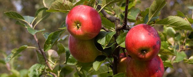 Ban công trồng táo ghi lại toàn bộ quá trình trồng trọt lùn