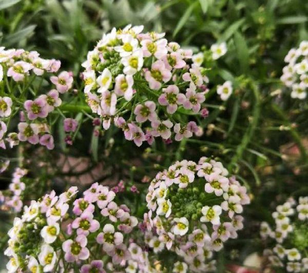 Khi nào thì quả cầu tuyết thơm sẽ nở? Thời gian nở hoa, ra hoa và ý nghĩa của quả cầu tuyết thơm