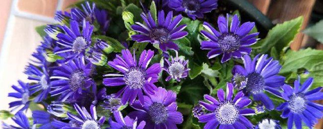 Có an toàn không khi đặt lá dưa và hoa cúc vào phòng ngủ? Phân tích đầy đủ về lá dưa và bảo trì phòng ngủ hoa cúc