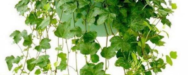 Làm thế nào để nhân giống cây thường xuân? Phương pháp và kỹ thuật trồng cây thường xuân