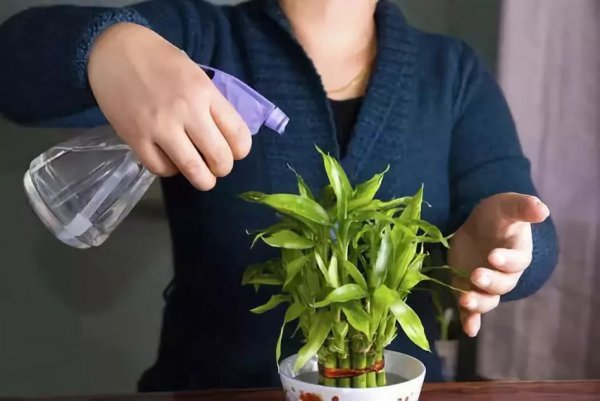 Hoa giấm trắng có thể hoa không? Những lợi ích của hoa giấm trắng là gì?