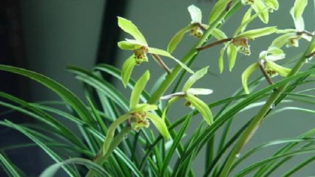 Đánh giá cao các giống hoa lan, hướng dẫn so sánh để duy trì cây nhện