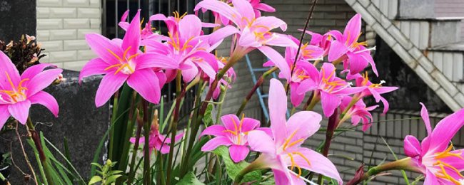 Là hoa lan fengyu độc? Phân tích độc tính và bảo trì an toàn của hoa lan Fengyu