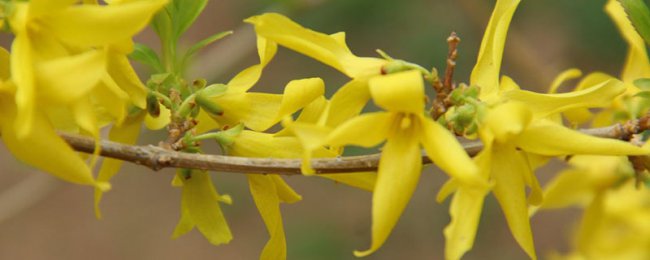 Một phân tích đầy đủ về các hiệu ứng và điều cấm kỵ của Forsythia. Những điều cần lưu ý khi sử dụng và phù hợp với Forsythia