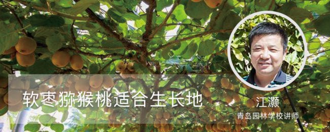 Môi trường tăng trưởng của trái cây mềm Jujube Kiwi trái cây mềm Jujube Kiwi phù hợp cho sự phát triển