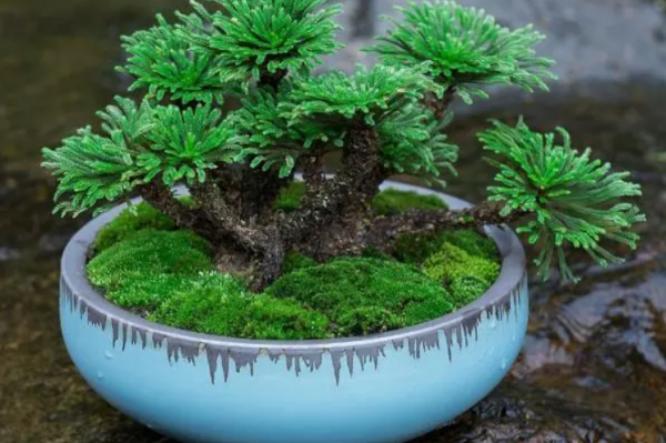 Cypress có phải là dương xỉ không? Tại sao đậu Cypress không thể được nuôi ở nhà?