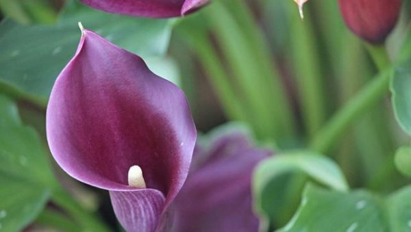 Ngôn ngữ Calla Lily là gì? Ý nghĩa và biểu tượng của Calla Lily (2)