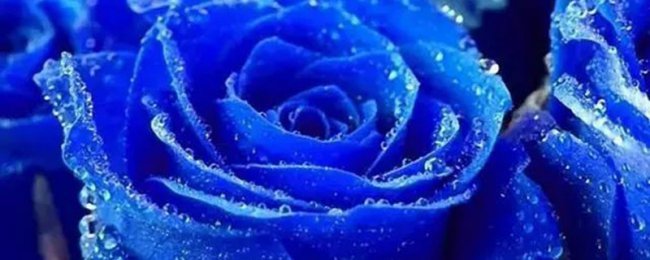 Ngôn ngữ hoa độc ác màu xanh, ý nghĩa và bảo trì màu xanh hồng