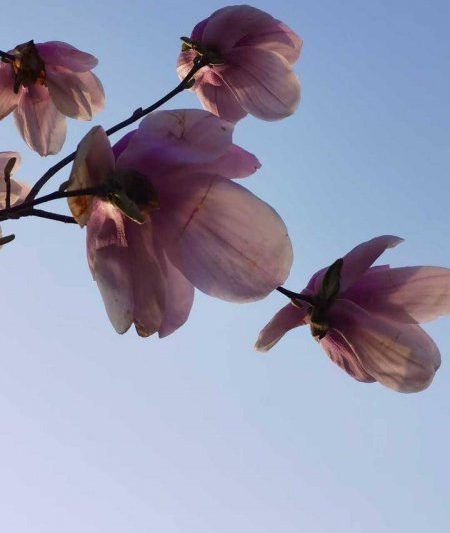 Ngôn ngữ hoa Magnolia và ý nghĩa mô tả ngắn gọn về ý nghĩa tượng trưng của hoa mộc lan