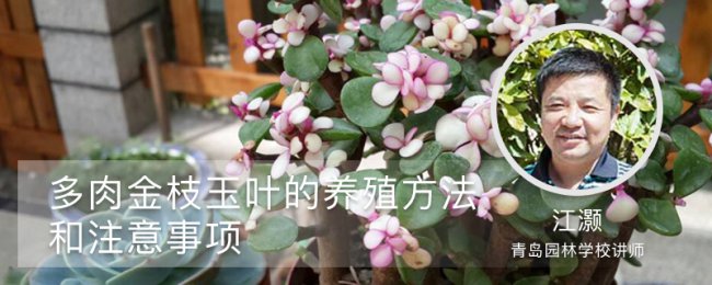 Những điểm chính để duy trì cành vàng và lá ngọc và hoa, quy định môi trường và kỹ thuật cắt tỉa