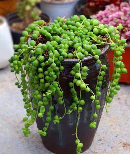 Làm thế nào để nâng cao xương rồng cho các hạt Phật giáo được mạnh mẽ? Mẹo để duy trì các loài mọng nước cho các hạt Phật giáo