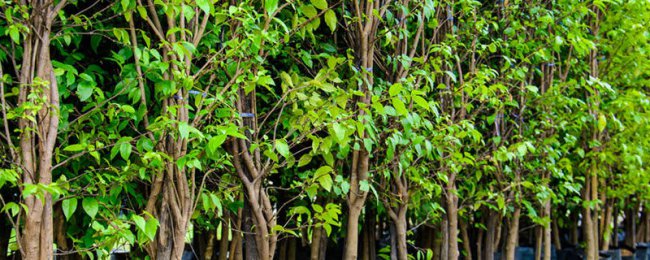 Biết tất cả về kỹ năng bảo trì gỗ hoàng dương