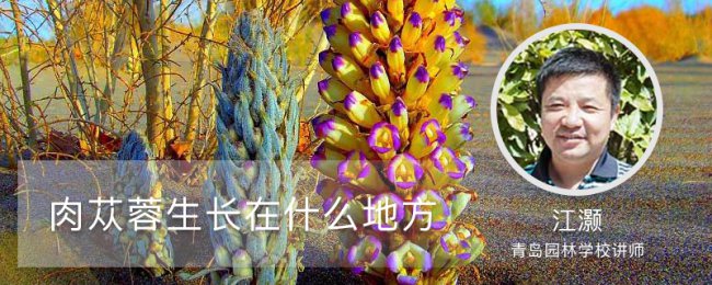 Khu vực phân phối môi trường tăng trưởng Cistanche và đặc điểm thói quen