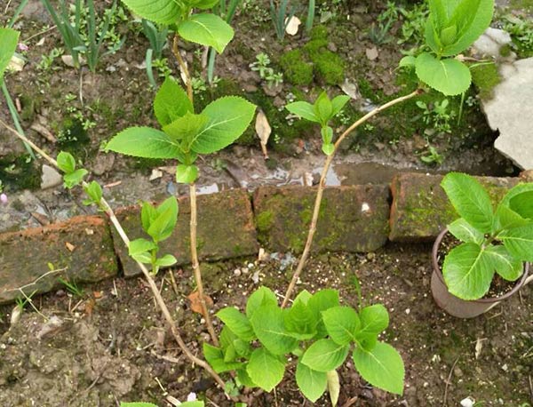 Những nụ mùa hè vô tận có thể nở sau khi bị cắt không? Những nụ mùa hè vô tận có thể nở sau khi bị cắt không?