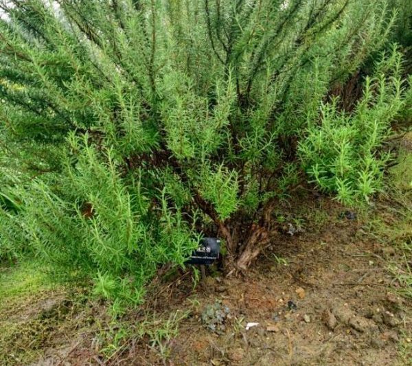 Có thể trồng cây hương thảo trong lòng đất? Có thể trồng cây hương thảo trong lòng đất?