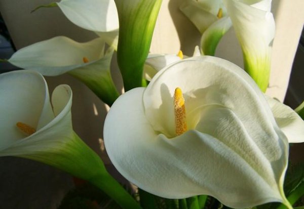 Ngôn ngữ Calla Lily là gì? Ý nghĩa và biểu tượng của calla lily