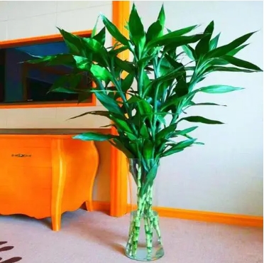 Tại sao bạn có thể nuôi tre chậu ở nhà? Những điều cấm kỵ trong phong thủy là gì?