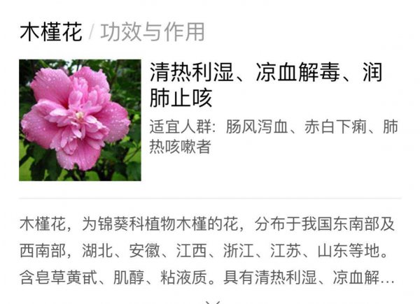 Tại sao bạn không trồng hoa dâm bụt? Tại sao bạn không thể nuôi Hibiscus ở nhà?