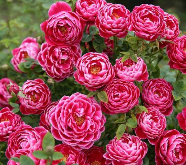 Rose có phải là loại hoa hồng không? Rose cũng thuộc về Rose?
