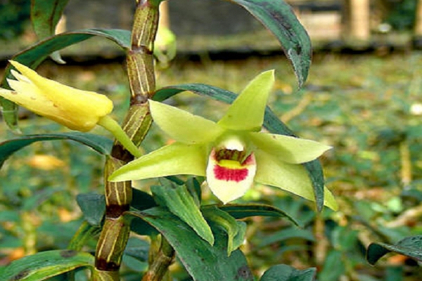 Hướng dẫn ăn uống Huoshan Dendrobium Huoshan Dendrobium Sức khỏe
