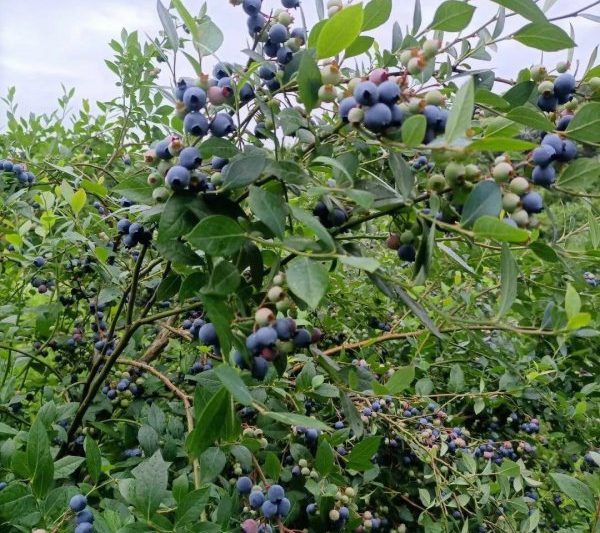 Mùa nào phù hợp cho quả việt quất? Trong mùa nào phù hợp cho quả việt quất?