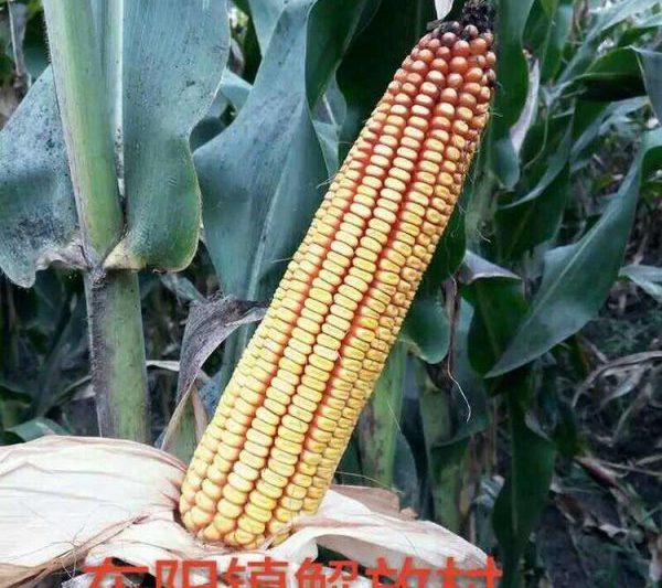 Giới thiệu về Heyu 187 Tổng quan về giống ngô của Heyu 187