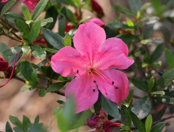 Làm thế nào để nhân giống bonsai anshanho